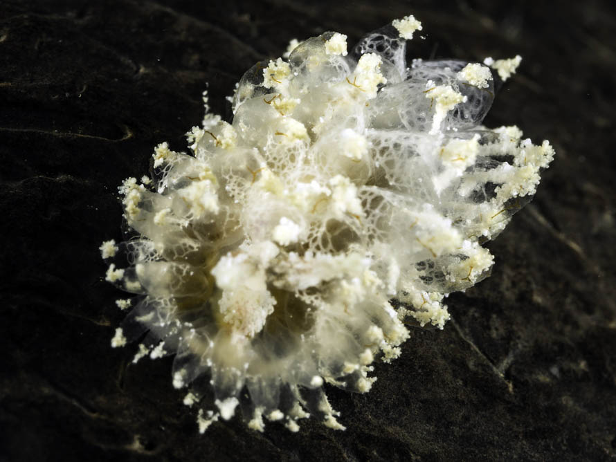 Janolus sp. B